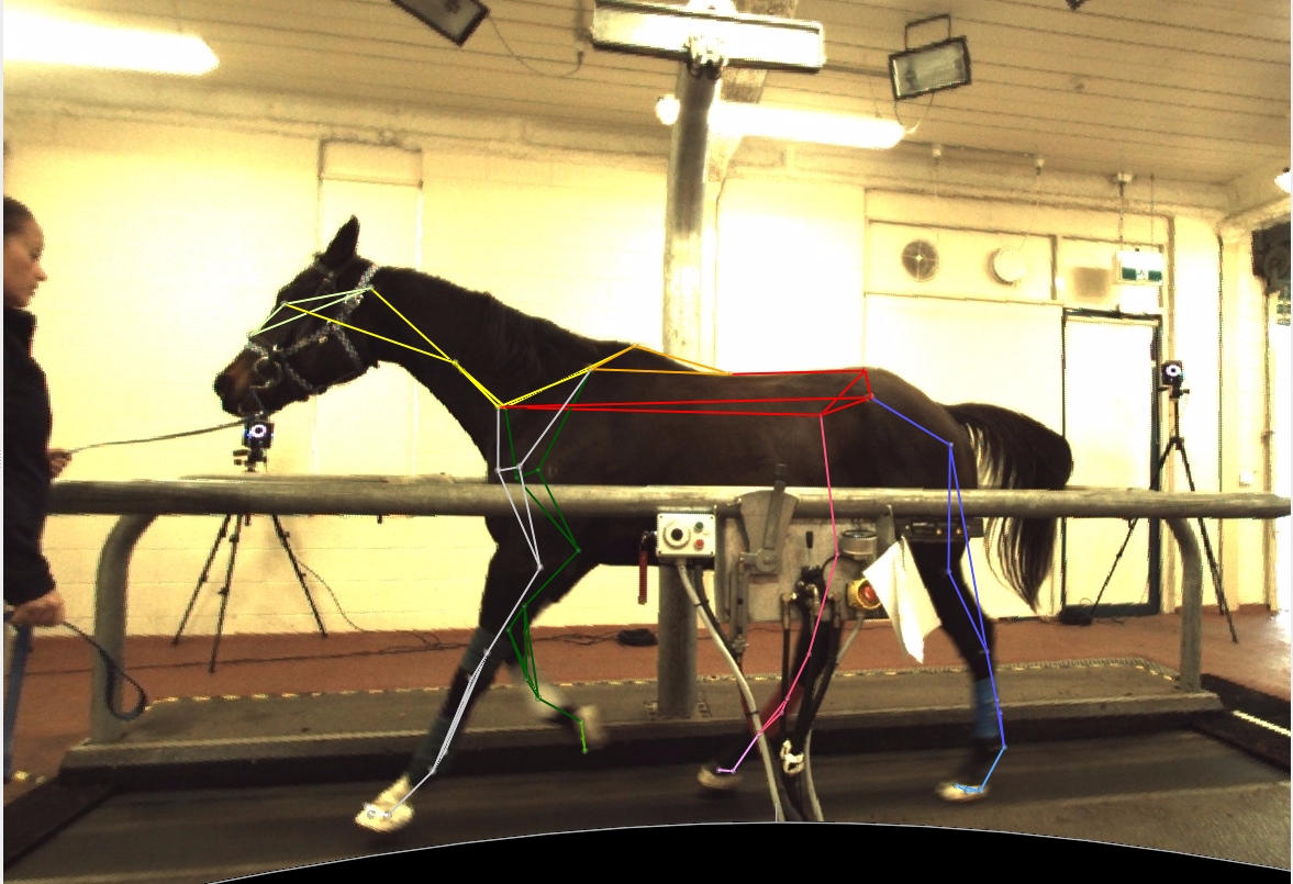 Motion Capture For Biomechanics. Motion And Gait Analysis. | Logemas